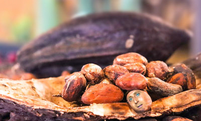Cocoa Beans in front of Pod